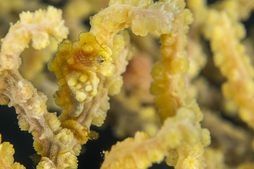 Pygmy Seahorse