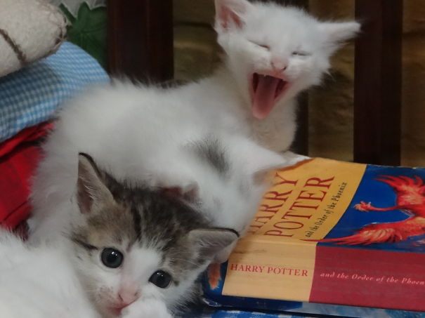 We Read It To The End, But Honestly, Prisoner Of Azkaban Was Better.