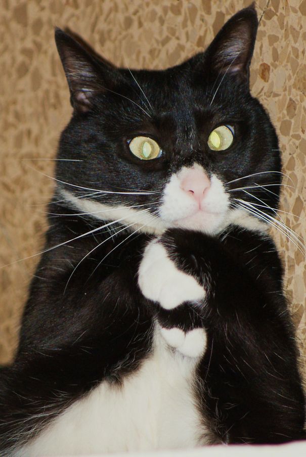 Frus The Plotting Cat....mwahahaha