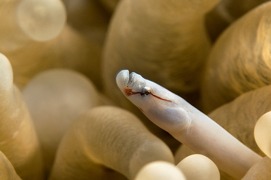 Mushroom Coral Pipefish