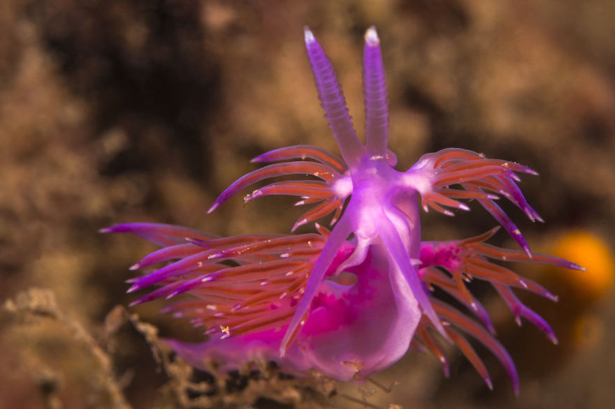 Nudibranch