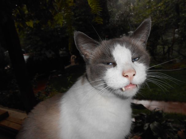 How To Tell If Your Cat Is Secretly Plotting To Kill You