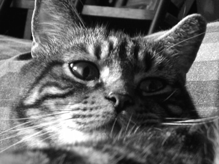 Smokey, My Beautiful Boy