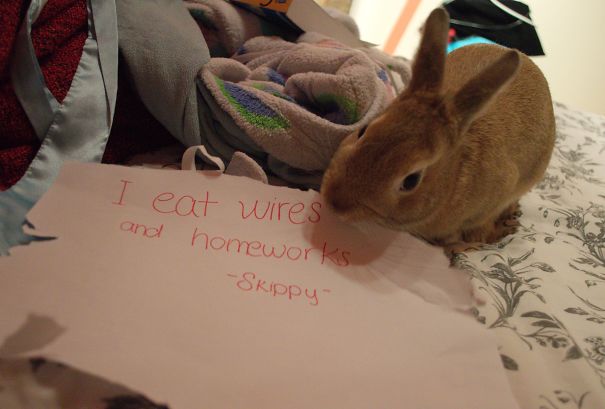 ....and For Rabbits?