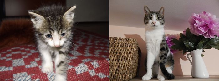 Denis - Saved In A Rainy And Cold Day. Now He Is Loved And Has A Forever Home :)