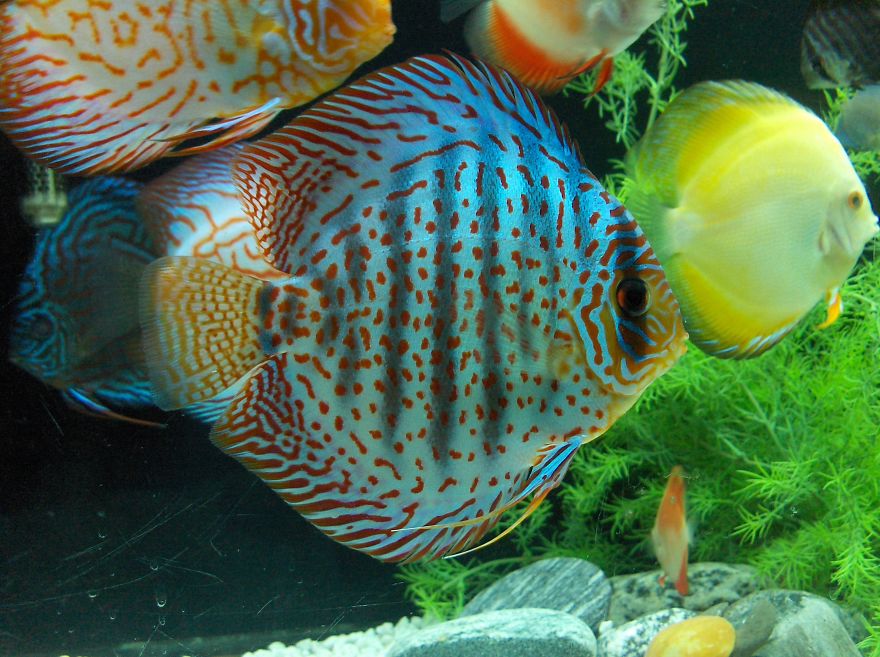 10 Incredibly Colorful Freshwater Aquarium Fishes