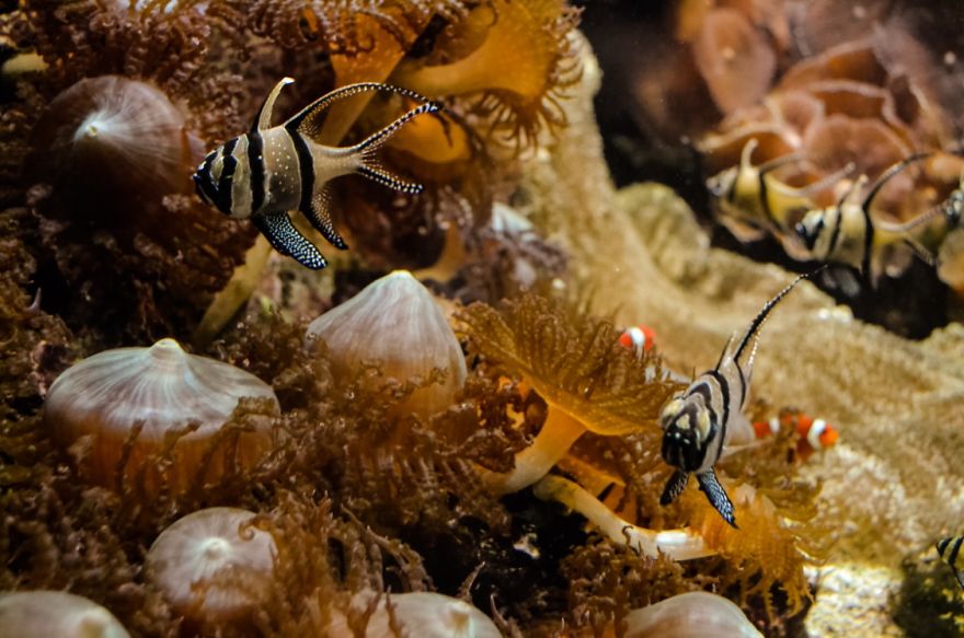 Banggai Cardinalfish