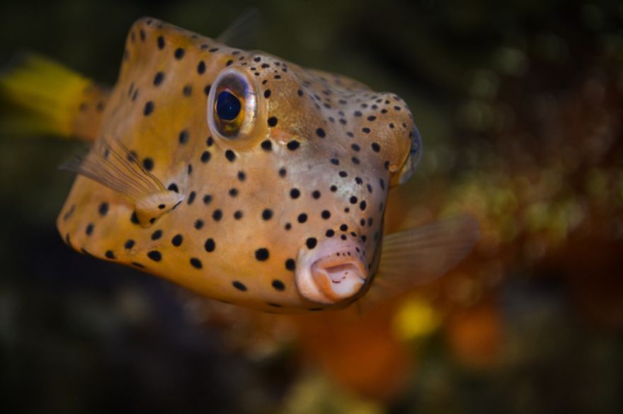 Boxfish