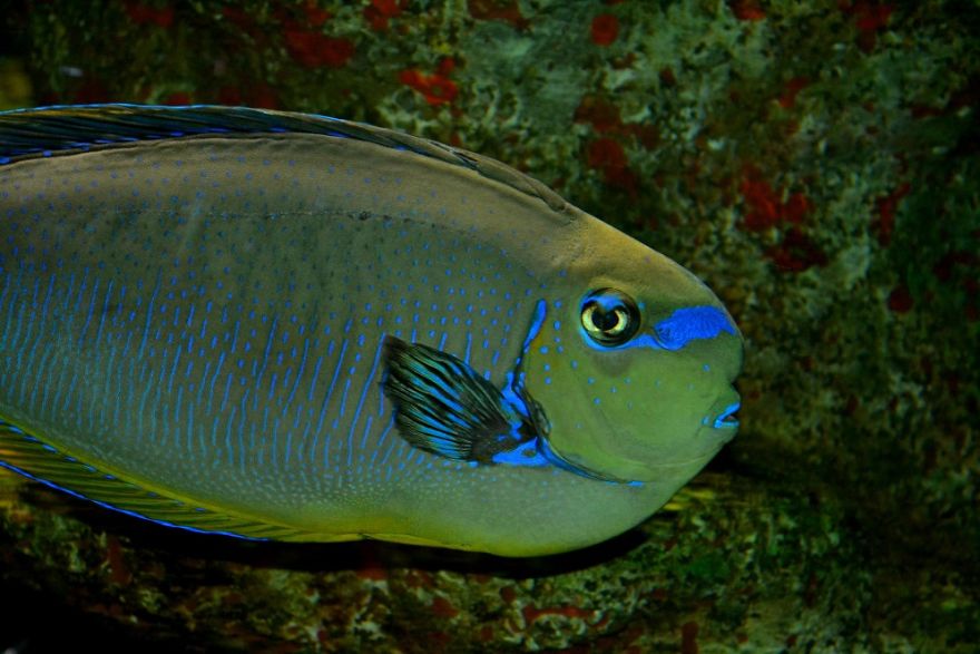 Doctorfish Tang