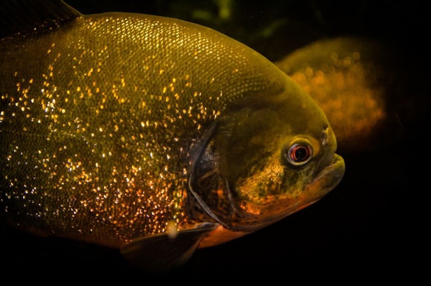 Piranha