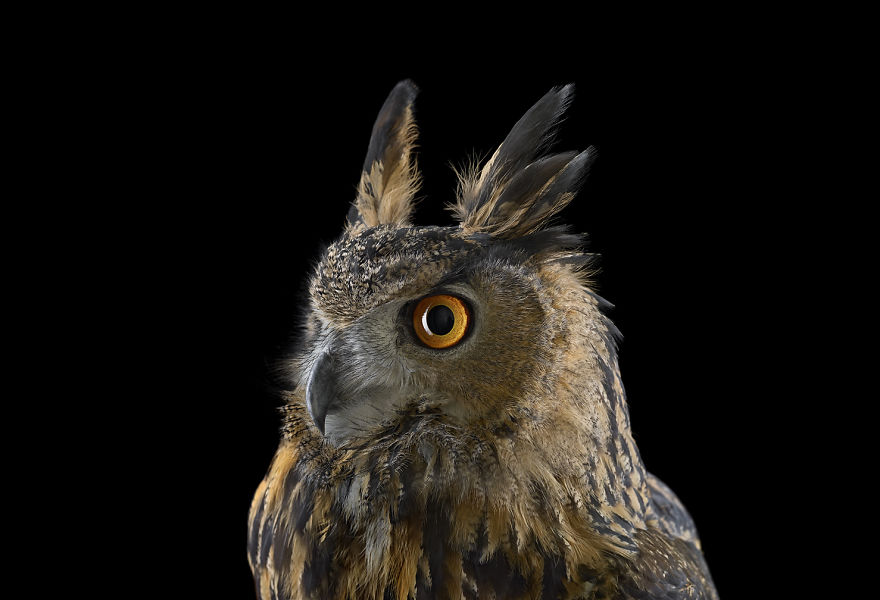 Keepers Of Wisdom: I Explore The Mystical Beauty Of Owls