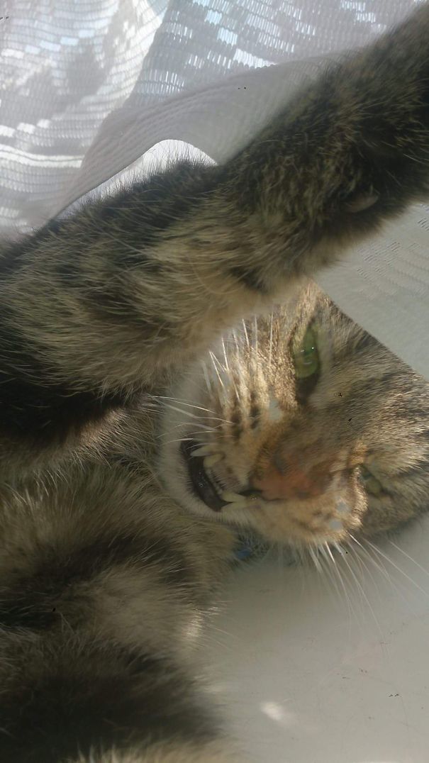 Grimalkin Kittens Mcmittens She Grim By Name Grim By Nature