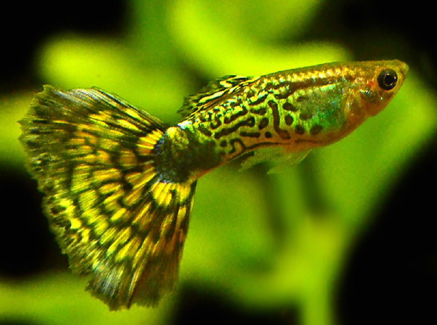 10 Incredibly Colorful Freshwater Aquarium Fishes