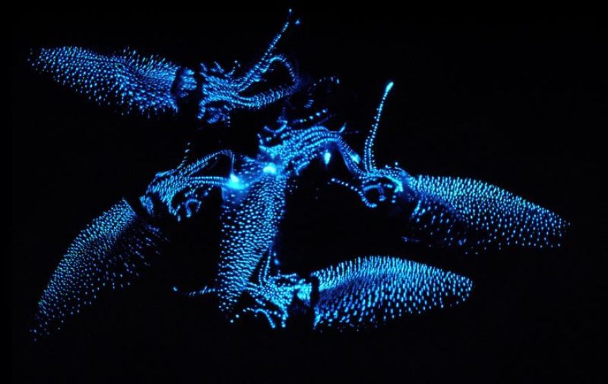 Firefly Squid