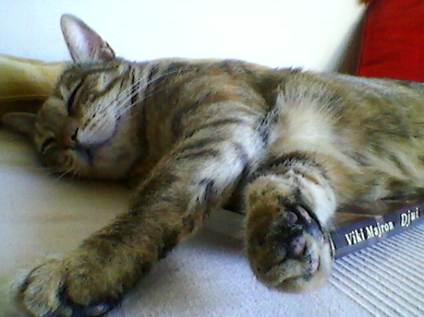 Šaca Iz Tired Of Reading