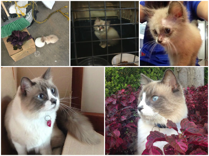 Misiberto: Found Outside A Factory Hungry Dirty + Ringworm, Now He Is Gorgeous And Loved