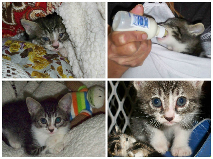 Bella, Found In Our Garage At Around 3 Weeks Of Age (top 2 Photos). A Month Later. =)