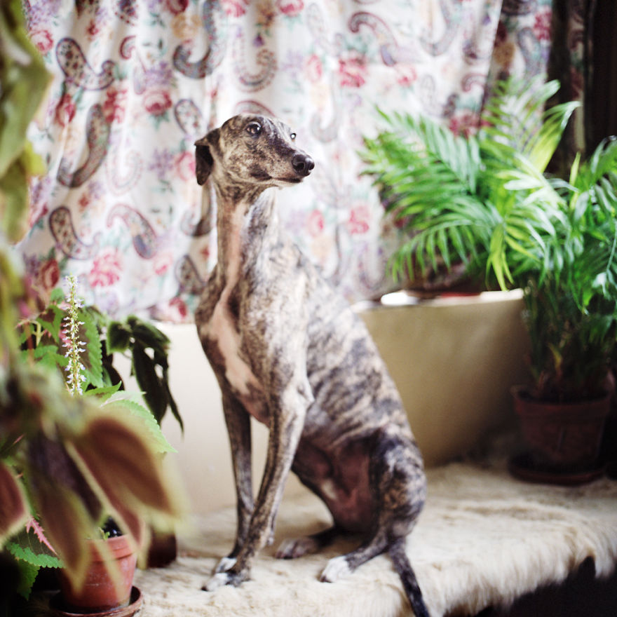 I Photograph Greyhounds Rescued From Horrible Masters Who Tortured Them For Poor Hunting Performance I Photograph Greyhounds Rescued From Horrible Masters Who Tortured Them For Poor Hunting Performance