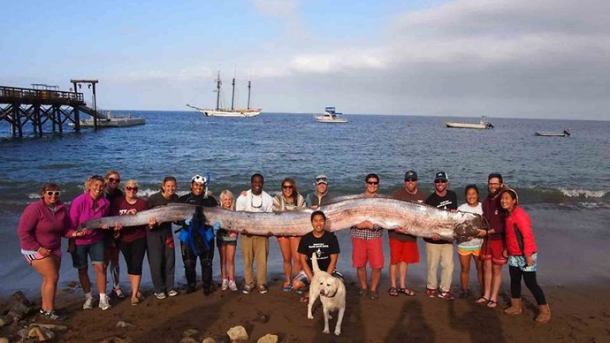 Giant Oarfish