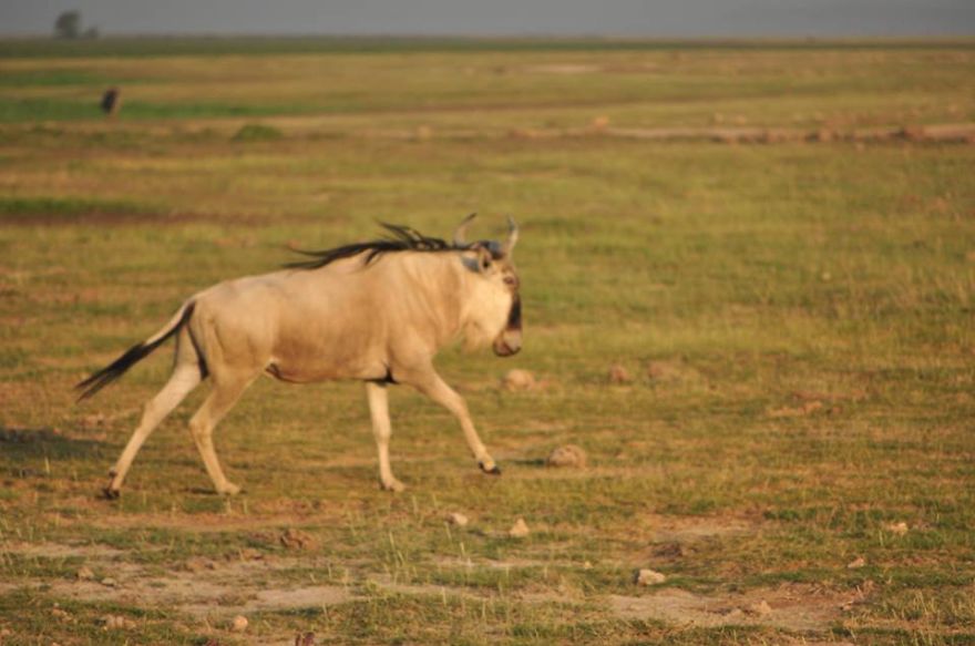 Wildebeest