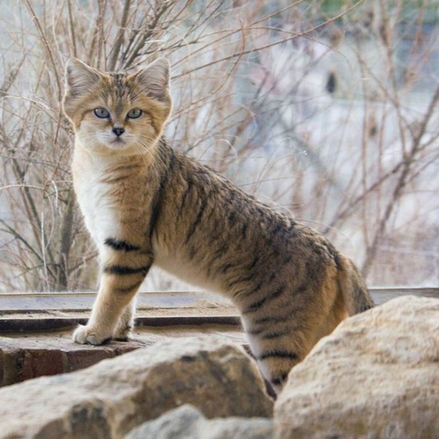 Cats That Are Disappearing From The Wild