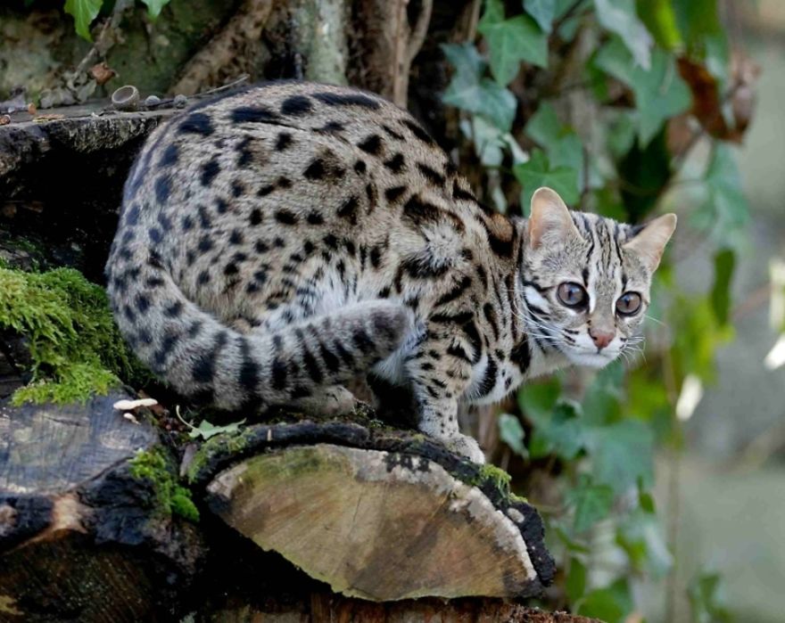 Cats That Are Disappearing From The Wild