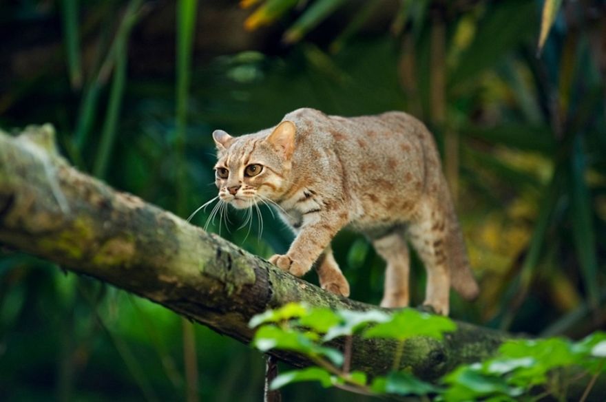 Cats That Are Disappearing From The Wild