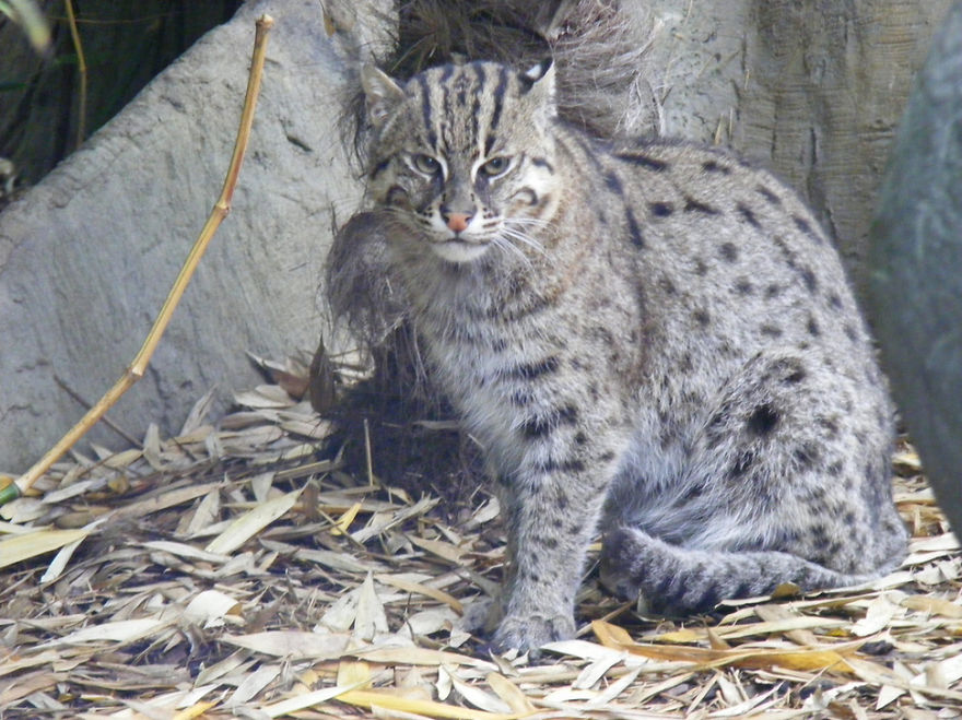 Cats That Are Disappearing From The Wild