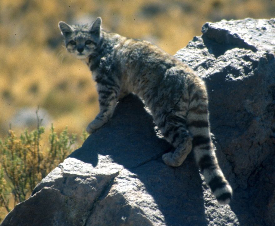 Cats That Are Disappearing From The Wild
