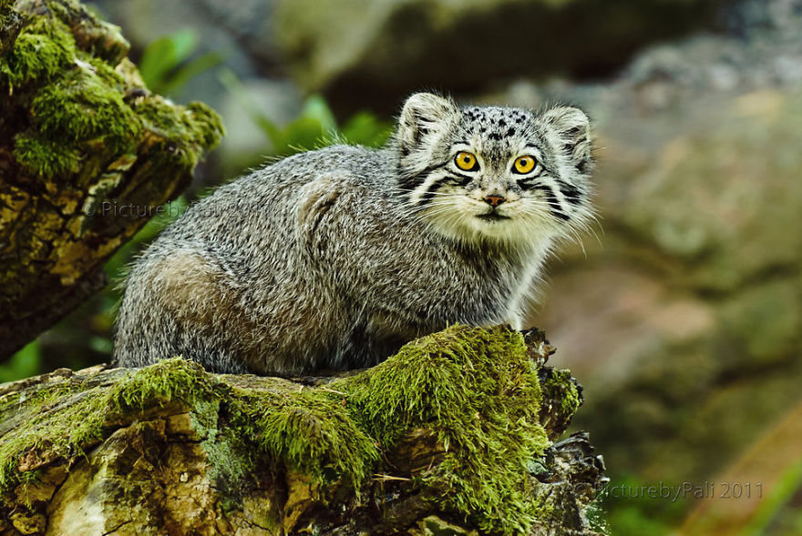 Cats That Are Disappearing From The Wild