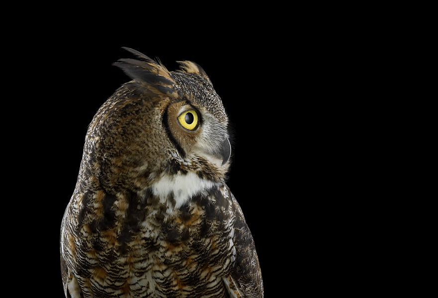Keepers Of Wisdom: I Explore The Mystical Beauty Of Owls