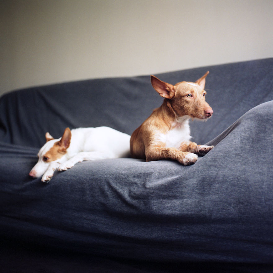 I Photograph Greyhounds Rescued From Horrible Masters Who Tortured Them For Poor Hunting Performance I Photograph Greyhounds Rescued From Horrible Masters Who Tortured Them For Poor Hunting Performance