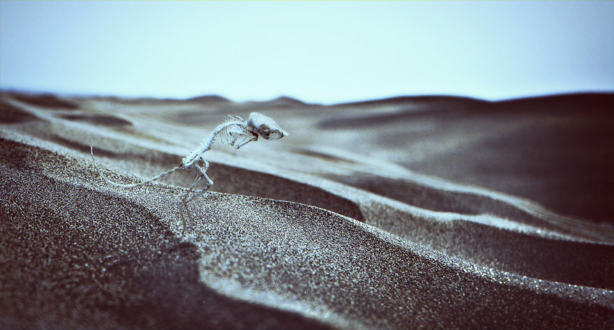 I Explore Literal Interpretations Of Common Language Expressions And Emotions