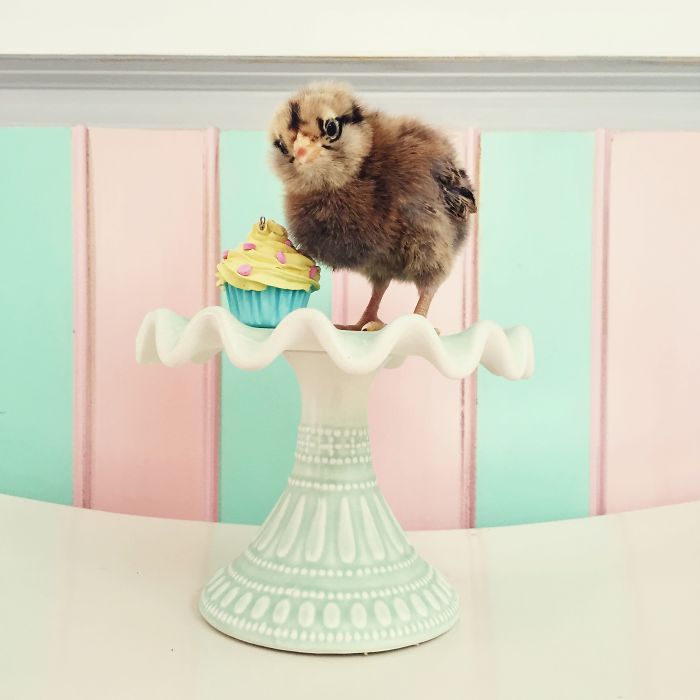 Little Chickens Joined Our Farm And I Couldn't Resist Making An Easter Photoshoot Little Chickens Joined Our Farm And I Couldn't Resist Making An Easter Photoshoot