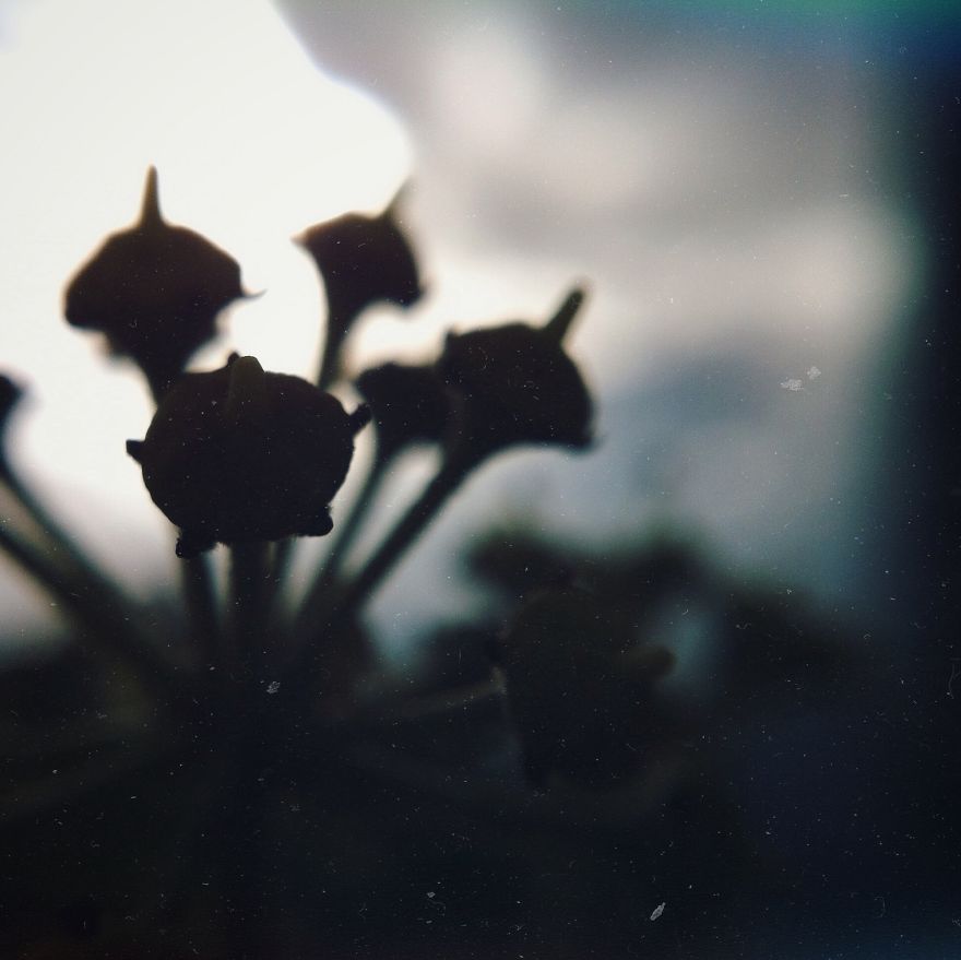 I Decided To Give Phone Photography A Try!