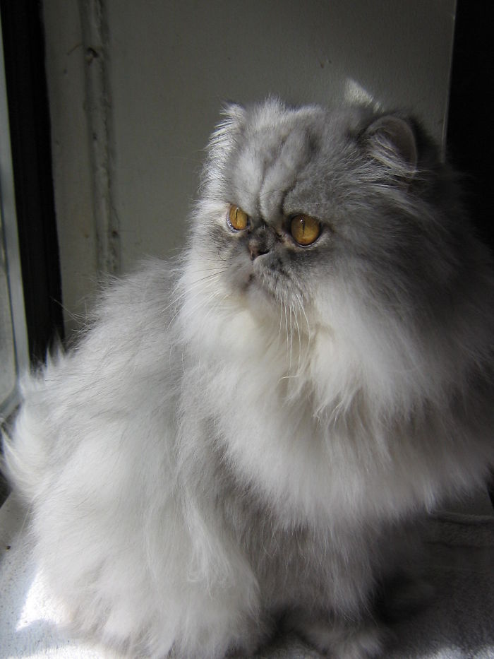 This Is What Sweet Pea Became, With Love, Grooming And Healthy Feeding