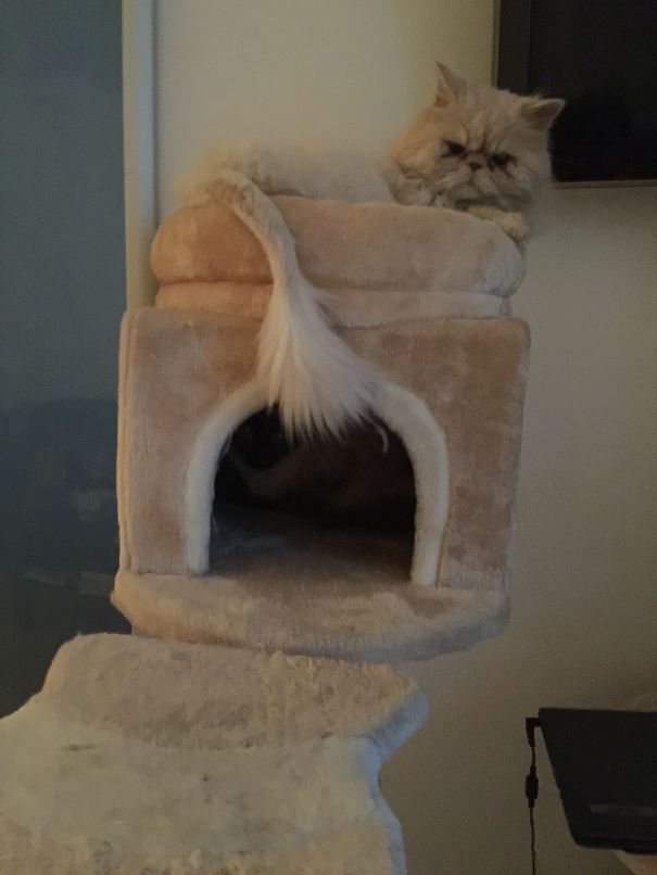 Can You Find The Second Cat?