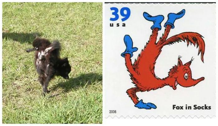 My Dog Pawpaw Looks Like Fox In Socks.