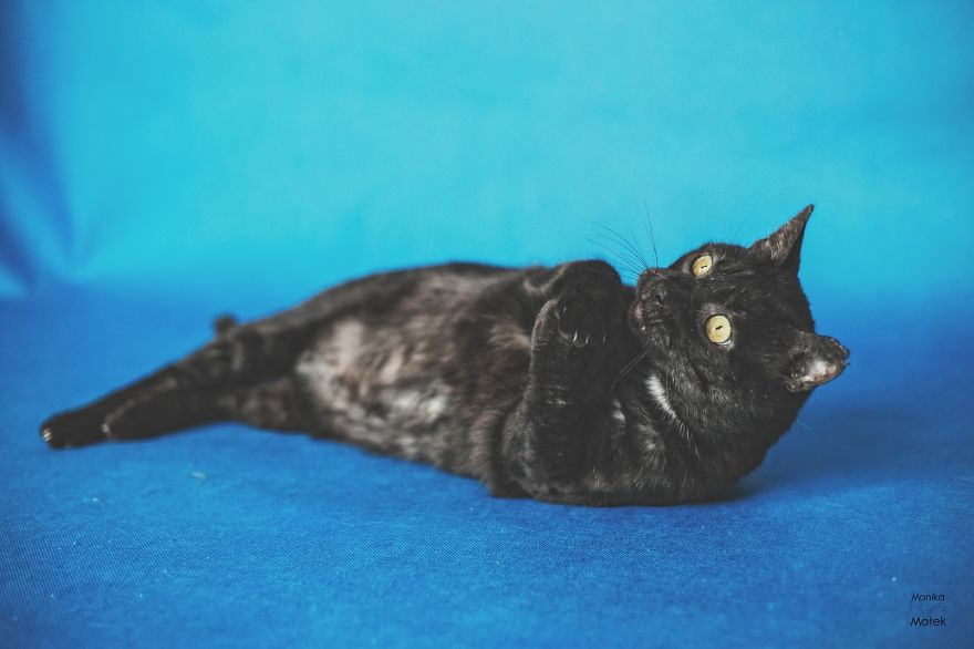 Catography With My Furry Friends Catography With My Furry Friends