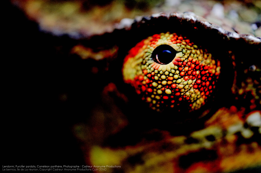 'vegetal Dress Code' Flower & Furcifer Fashion Week By Gaya 'vegetal Dress Code' Flower & Furcifer Fashion Week By Gaya