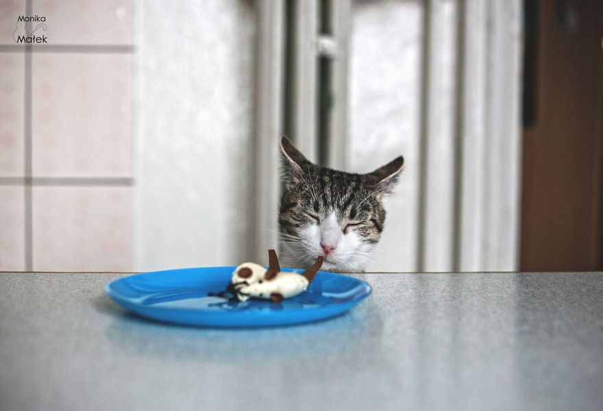 Catography With My Furry Friends