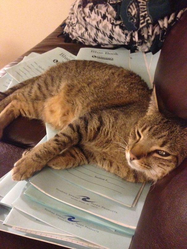 You Do The Petting, I'll Do The Grading.