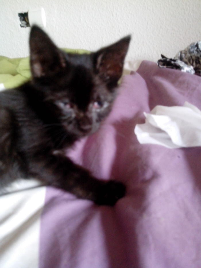 Nibbler A Year Before, Rescued From A Populated Street, Nobody Cared