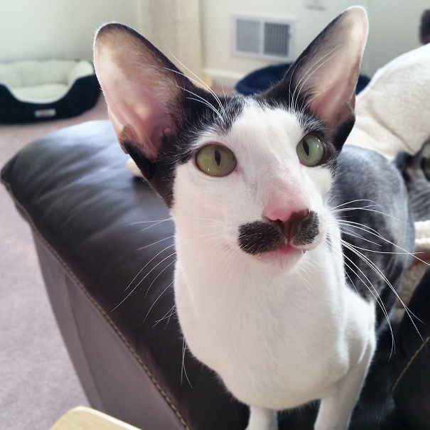 Stache - The Celebrity Look-alike Cat
