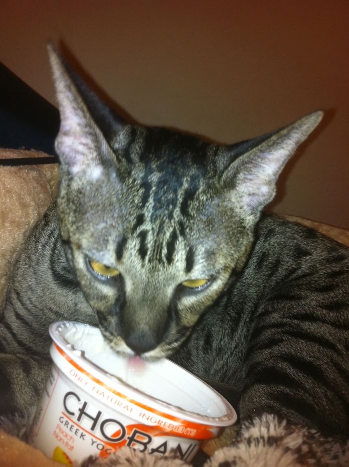Chiobani Greek Yoghurt For My Savannah Cat Niko-san Or 'ants'