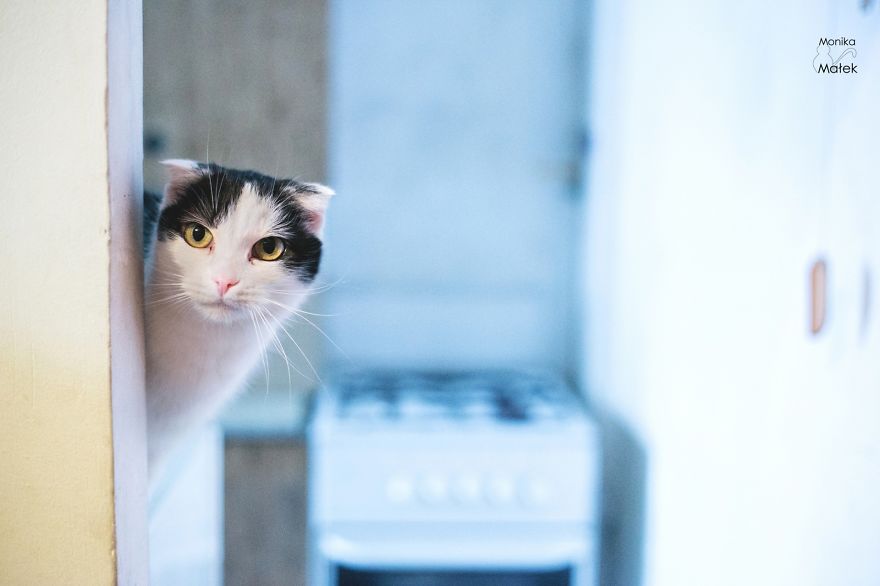 Catography With My Furry Friends