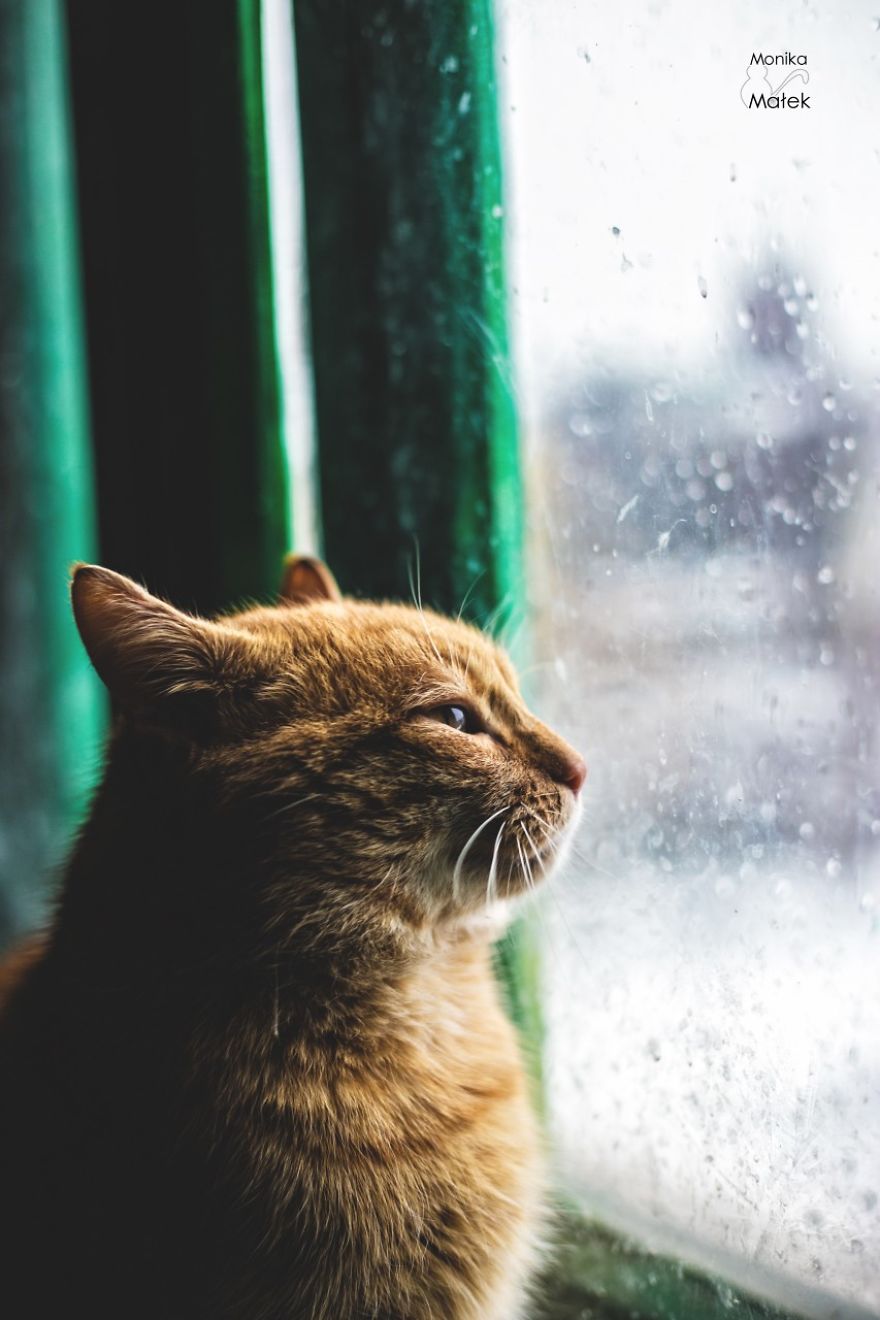 Catography With My Furry Friends