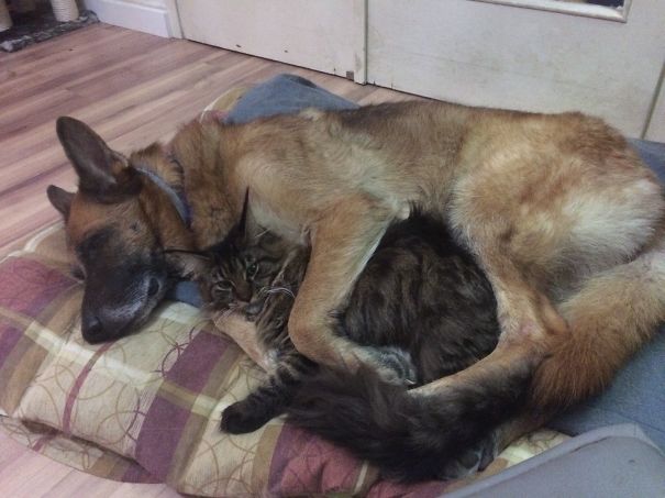 Cat And German Shepard