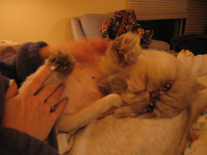 Sweet Pea Was A Matted Mess At The Shelter And Had To Be Completely Shaved.