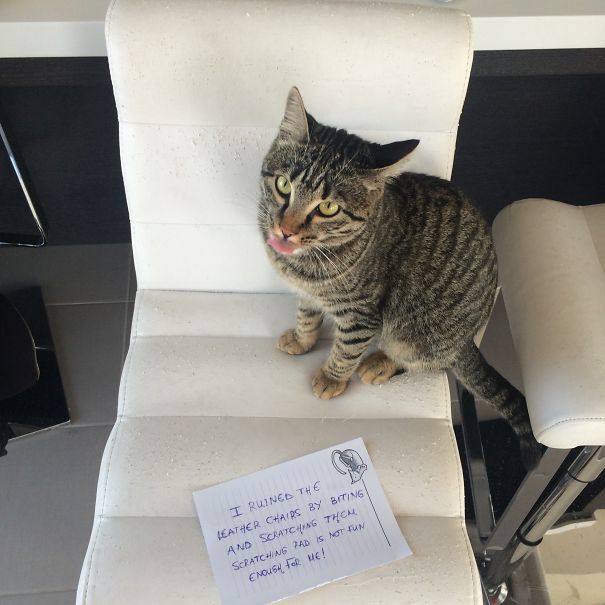 Our Cat Has A Leather Fetish